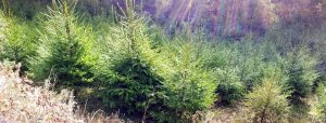 Christmas trees for sale at Antony woodland garden, Cornwall